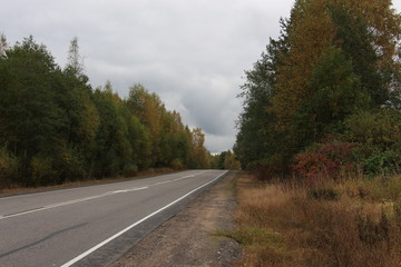 asphalt road in the forest