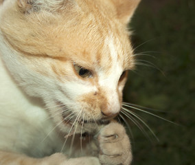 white red cat holding a mouse