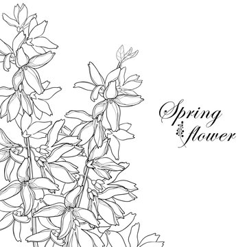 Vector bunch with outline Forsythia flower, branch, leaves in black isolated on white background. Corner composition of garden plant Forsythia in contour style for spring design and coloring book.