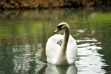 White swan portrait.
