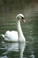 White swan portrait.