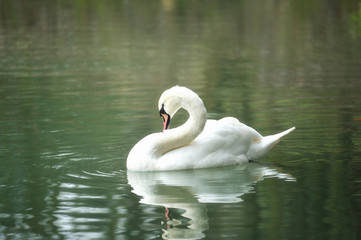 Fototapeta premium White swan portrait.