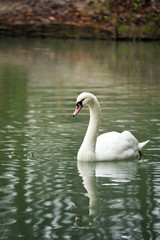 White swan portrait.