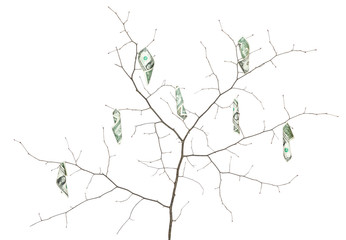 dollar on a branch