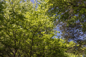 Fototapeta premium green foliage of trees