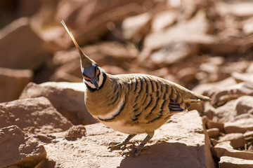 Spinifex Pigeon (Geophaps plumifera) race "leucogaster".  Ormiston Gorge, West MacDonnell Ranges, Northern Territory, Australia