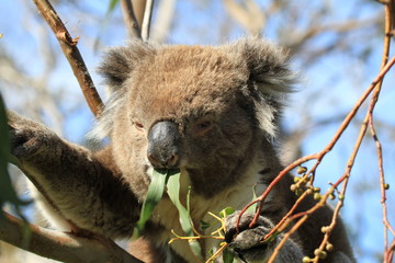 Different views of wild koalas