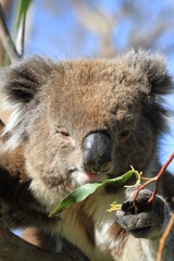 Different views of wild koalas