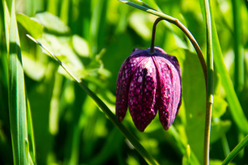 Snakes head fritillary - Fritillaria meleagris