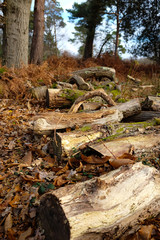 Logs on the Ground