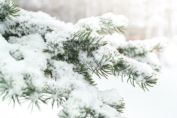 A branch of a Christmas tree under the snow. Snowfall