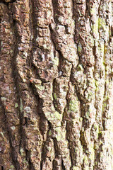 Tree Bark