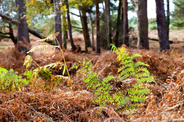 Ferns in Woodland
