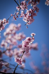 Cherry Blossom with blue sky