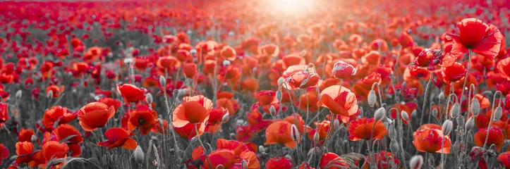 Deurstickers panorama with red poppies, selective color © Mike Mareen