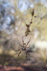 Golden Orb-weaving Spider (Nephila edulis) at the Wormy Whau Whau Well, Gibson Desert, Western Australia