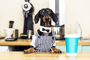 dog dachshund barista, giving coffee cup to her customer in coffee house