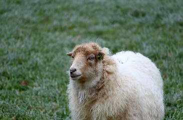Wolliges Schaf auf der Wiese