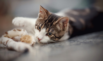 Portrait of the striped cat lying on a floor with a toy.