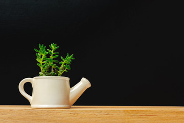 A single succulent plant potted