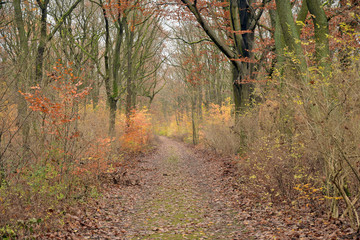 herbstwald