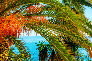 Fototapety  piękna rozłożysta palma na plaży, egzotyczne rośliny symbolizujące święta, upalny dzień, duże liście