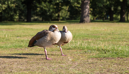 Two gooses staying on the one paw