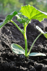  close-up of growing young cucumber in the vegetable garden ,  backlit,vertical composition