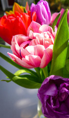 Tulpe in Pink