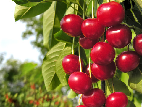  close-up of ripe cherries on a tree in the garden