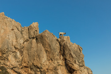 landscape with wild goats on Mount Tsambika on the island of Rhodes in Greece