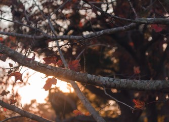 Golden hour