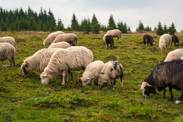Panorama of landscape with herd of sheep graze on green pasture in the mountains. Young white,...