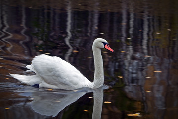 Fototapeta premium graceful white Swan swimming in the lake