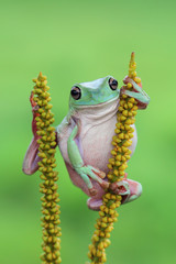 Obraz premium Tree frog, dumpy frog on bud