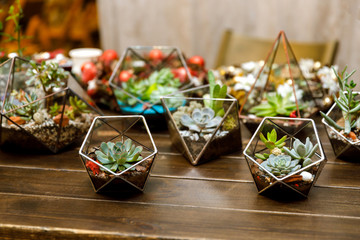 Succulent in the geometry glass terrarium
