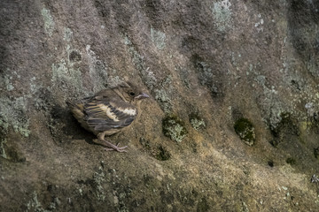 Passer domesticus bird
