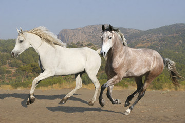 horses gallop against the backdrop of the mountains