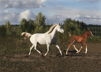 Fototapeta na wymiar A purebred Arabian mare with her foal