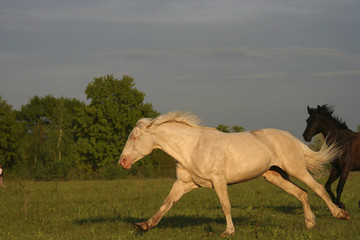 Obraz na płótnie Canvas the creamy horse gallops at sunset