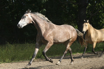 Fototapeta premium a young horse is playing, running at a gallop
