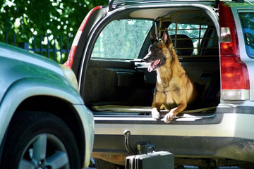 The german shepherd is lying into the car trunk. The dog is missing its owner.