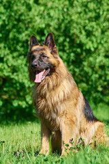 The young dog is sitting on the lawn. The dog looks gallant.