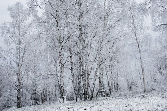 Christmas background with snowy trees