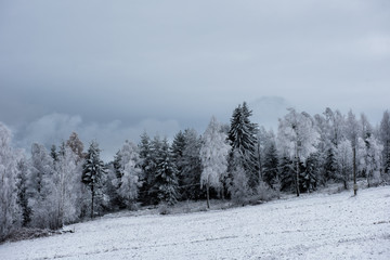 Fototapeta na wymiar Christmas background with snowy trees