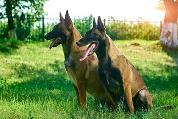 The couple of shepherds are sitting on the grass. The dogs are waiting for their owner.