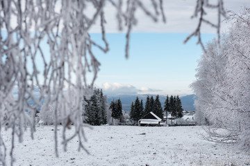 Christmas background with snowy trees