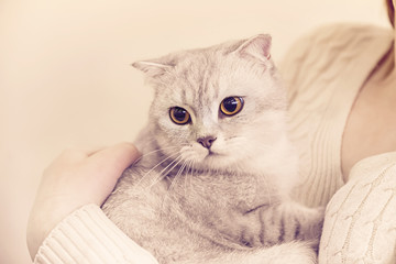 Fototapeta na wymiar Grey beautiful cat in the hands of the owner. Close-up.