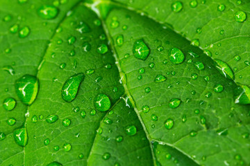 Close up on drops of rain on a green leaf