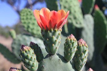 Closeup of cactus flowerin bright sun